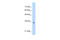 Transcription Factor 4 antibody, 31-179, ProSci, Enzyme Linked Immunosorbent Assay image 