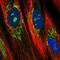 EF-Hand Domain Family Member D1 antibody, NBP2-33281, Novus Biologicals, Immunofluorescence image 