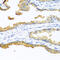 Carboxypeptidase B2 antibody, abx006788, Abbexa, Western Blot image 