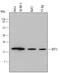 Basic Transcription Factor 3 antibody, AF5747, R&D Systems, Western Blot image 