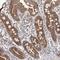 Mitochondrial RRNA Methyltransferase 3 antibody, NBP1-83844, Novus Biologicals, Immunohistochemistry frozen image 