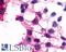 Purinergic Receptor P2Y12 antibody, LS-A3742, Lifespan Biosciences, Immunocytochemistry image 