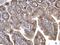 HRas Proto-Oncogene, GTPase antibody, NBP2-42864, Novus Biologicals, Immunohistochemistry paraffin image 