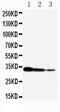 CREB Regulated Transcription Coactivator 2 antibody, GTX12282, GeneTex, Western Blot image 