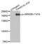 Glutamate Ionotropic Receptor NMDA Type Subunit 2B antibody, abx000405, Abbexa, Western Blot image 