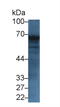 Trehalase antibody, LS-C374890, Lifespan Biosciences, Western Blot image 