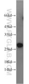 Phosphatidylcholine Transfer Protein antibody, 11167-1-AP, Proteintech Group, Western Blot image 