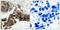 NFKB Inhibitor Alpha antibody, LS-C199097, Lifespan Biosciences, Immunohistochemistry frozen image 