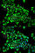 Cytidine Deaminase antibody, A2006, ABclonal Technology, Immunofluorescence image 