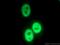 Interferon Regulatory Factor 2 Binding Protein 1 antibody, 13698-1-AP, Proteintech Group, Immunofluorescence image 