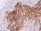 RAS Guanyl Releasing Protein 4 antibody, GTX104705, GeneTex, Immunohistochemistry paraffin image 