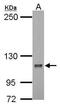 DLG Associated Protein 5 antibody, PA5-28056, Invitrogen Antibodies, Western Blot image 