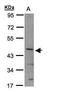 Basic Helix-Loop-Helix Family Member E40 antibody, GTX109630, GeneTex, Western Blot image 