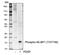 Eukaryotic Translation Initiation Factor 4E Binding Protein 1 antibody, MA5-27999, Invitrogen Antibodies, Western Blot image 