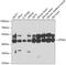 Vacuolar Protein Sorting 4 Homolog A antibody, 22-694, ProSci, Western Blot image 