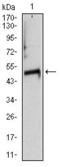 Tubulin Alpha 8 antibody, GTX60532, GeneTex, Western Blot image 