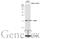 Ubiquitin Conjugating Enzyme E2 I antibody, GTX129293, GeneTex, Western Blot image 