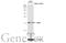 UBE2I antibody, GTX129293, GeneTex, Western Blot image 