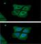 Pyruvate Kinase L/R antibody, GTX57581, GeneTex, Immunofluorescence image 
