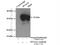 Axonemal dynein light intermediate polypeptide 1 antibody, 17601-1-AP, Proteintech Group, Immunoprecipitation image 