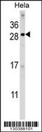 Family With Sequence Similarity 3 Member C antibody, LS-C166001, Lifespan Biosciences, Western Blot image 