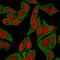 Spectrin Beta, Non-Erythrocytic 2 antibody, GTX02717, GeneTex, Immunofluorescence image 