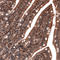 Lysosomal Associated Membrane Protein 1 antibody, AMAb91298, Atlas Antibodies, Immunohistochemistry frozen image 