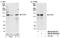 Zinc Fingers And Homeoboxes 3 antibody, NB100-68220, Novus Biologicals, Western Blot image 