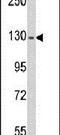 Ras Protein Specific Guanine Nucleotide Releasing Factor 1 antibody, PA5-14531, Invitrogen Antibodies, Western Blot image 