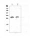 C-Reactive Protein antibody, PA5-79070, Invitrogen Antibodies, Western Blot image 