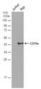 CD79a antibody, PA5-77899, Invitrogen Antibodies, Western Blot image 