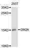 GM2 Ganglioside Activator antibody, abx126920, Abbexa, Western Blot image 
