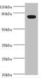 BTB Domain And CNC Homolog 1 antibody, abx322188, Abbexa, Western Blot image 