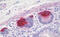 Regenerating Family Member 3 Gamma antibody, MBS248203, MyBioSource, Immunohistochemistry frozen image 