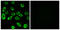 ATP Synthase F1 Subunit Delta antibody, LS-C119750, Lifespan Biosciences, Immunofluorescence image 