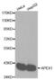 Apurinic/Apyrimidinic Endodeoxyribonuclease 1 antibody, abx001032, Abbexa, Western Blot image 