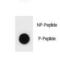 TSC Complex Subunit 2 antibody, LS-C156998, Lifespan Biosciences, Dot Blot image 