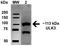 Unc-51 Like Autophagy Activating Kinase 2 antibody, orb384052, Biorbyt, Western Blot image 