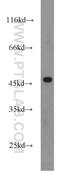 FOXP3 antibody, 22173-1-AP, Proteintech Group, Western Blot image 