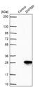 Zinc Finger Protein 580 antibody, PA5-62904, Invitrogen Antibodies, Western Blot image 
