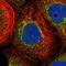 ADAMTS Like 2 antibody, NBP2-14798, Novus Biologicals, Immunofluorescence image 