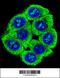 PAT1 Homolog 2 antibody, 55-819, ProSci, Immunofluorescence image 