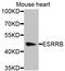 Estrogen Related Receptor Beta antibody, STJ110714, St John