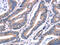 Arrestin Beta 1 antibody, CSB-PA831162, Cusabio, Immunohistochemistry paraffin image 
