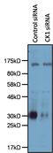 Casein Kinase 1 Alpha 1 antibody, PA5-17536, Invitrogen Antibodies, Western Blot image 