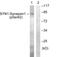 Synapsin I antibody, PA5-38336, Invitrogen Antibodies, Western Blot image 