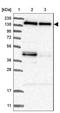 Tau Tubulin Kinase 1 antibody, NBP1-82888, Novus Biologicals, Western Blot image 