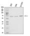 Atlastin-1 antibody, A01994-1, Boster Biological Technology, Western Blot image 