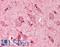 Opioid Related Nociceptin Receptor 1 antibody, LS-B10214, Lifespan Biosciences, Immunohistochemistry paraffin image 