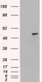 Paired Box 8 antibody, PA5-18457, Invitrogen Antibodies, Western Blot image 